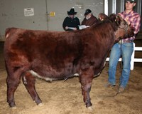 North Dakota producer Danny Galbreath is getting his steer evaluated. (NDSU photo)