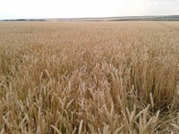 North Dakota producers face strong competition from other wheat-growing areas of the world, such as this one in the Black Sea region of Russia. (NDSU photo)
