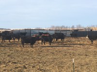 The late spring has delayed cattle being turned out on pasture. (NDSU photo)