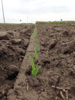 NDSU corn fertilizer research can benefit producers. (NDSU photo)