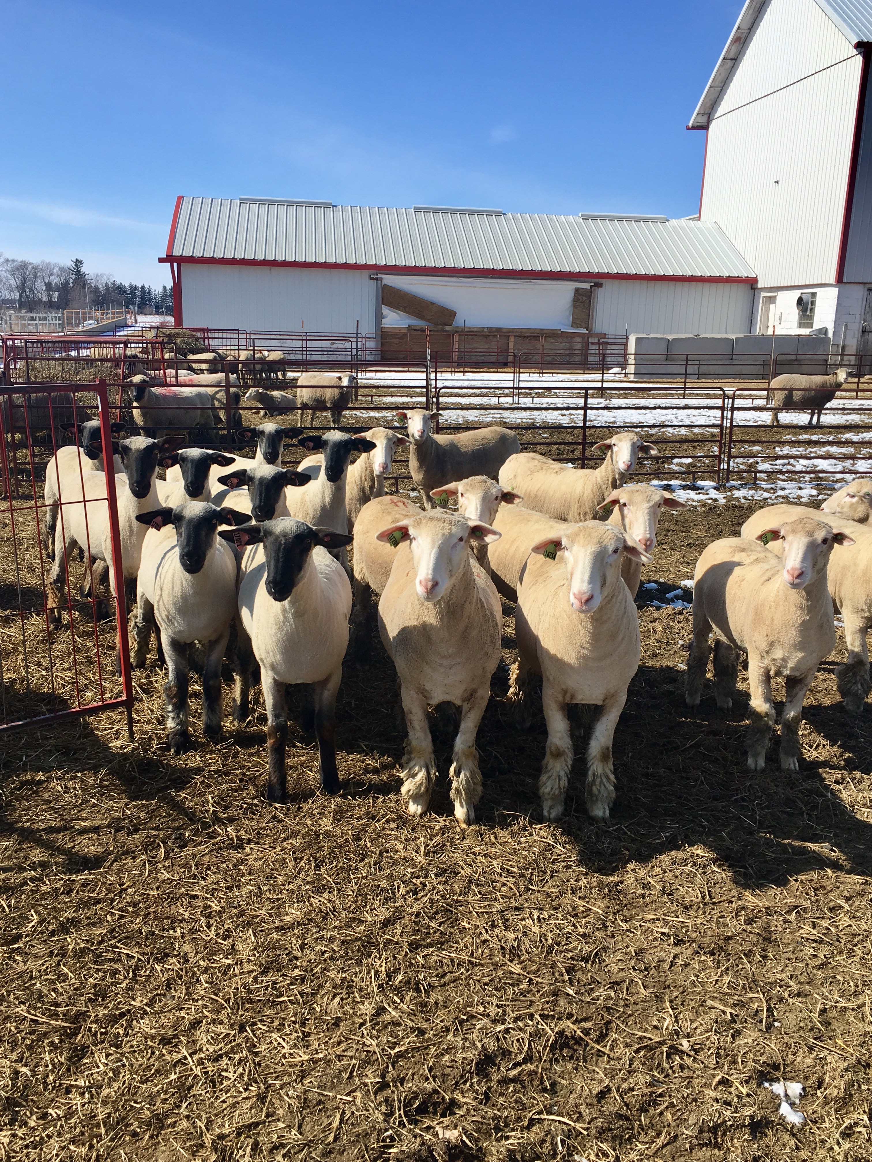 Producers will learn how ultrasounding and carcass measurements can shape ram selection and breeding programs during an NDSU Extension workshop April 26. (NDSU photo)