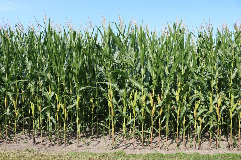 Corn accounted for 26 percent of Red River Valley total crop sales. (Pixabay Photo)