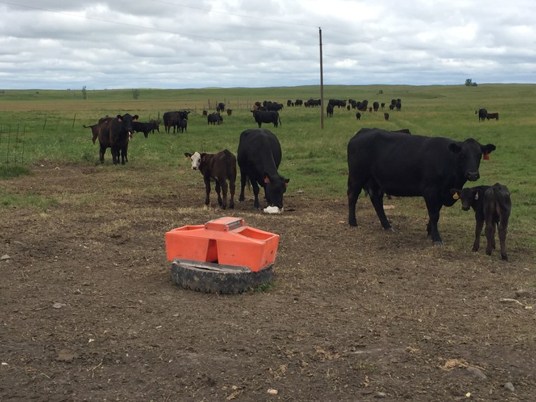 Proper mineral nutrition plays an important role in cattle health, growth and reproduction. (NDSU photo)