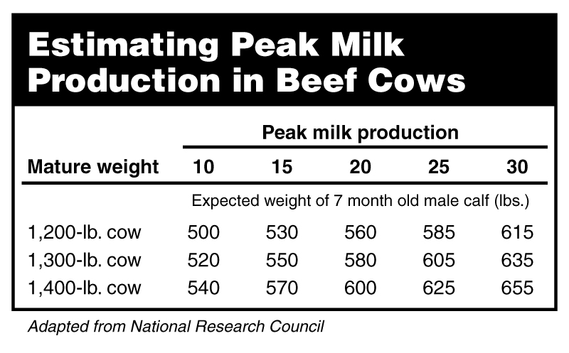 Estimating Peak Milk Production in Beef Cows