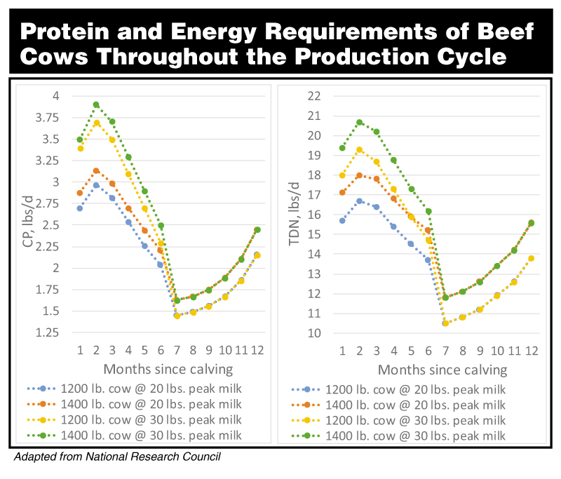 Protein and Energy Requirements of Beef Cows Throughout the Production Cycle