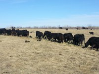 The first 60 to 90 days after cows have calved are the most demanding in a cow's production cycle. (NDSU photo)