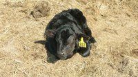Poor cow nutrition and bad weather are the leading causes of weak calf syndrome. (NDSU photo)