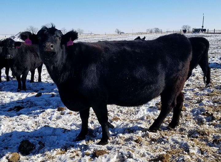 Calving season is underway in North Dakota, and producers are doing all they can do prevent calf losses. (NDSU photo)