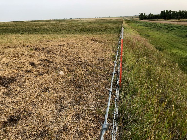 The forage in this pasture has been cropped closely to the ground. (NDSU photo)