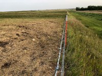 The forage in this pasture has been cropped closely to the ground. (NDSU photo)