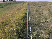 This pasture has been grazed without negatively affecting forage production. (NDSU photo)