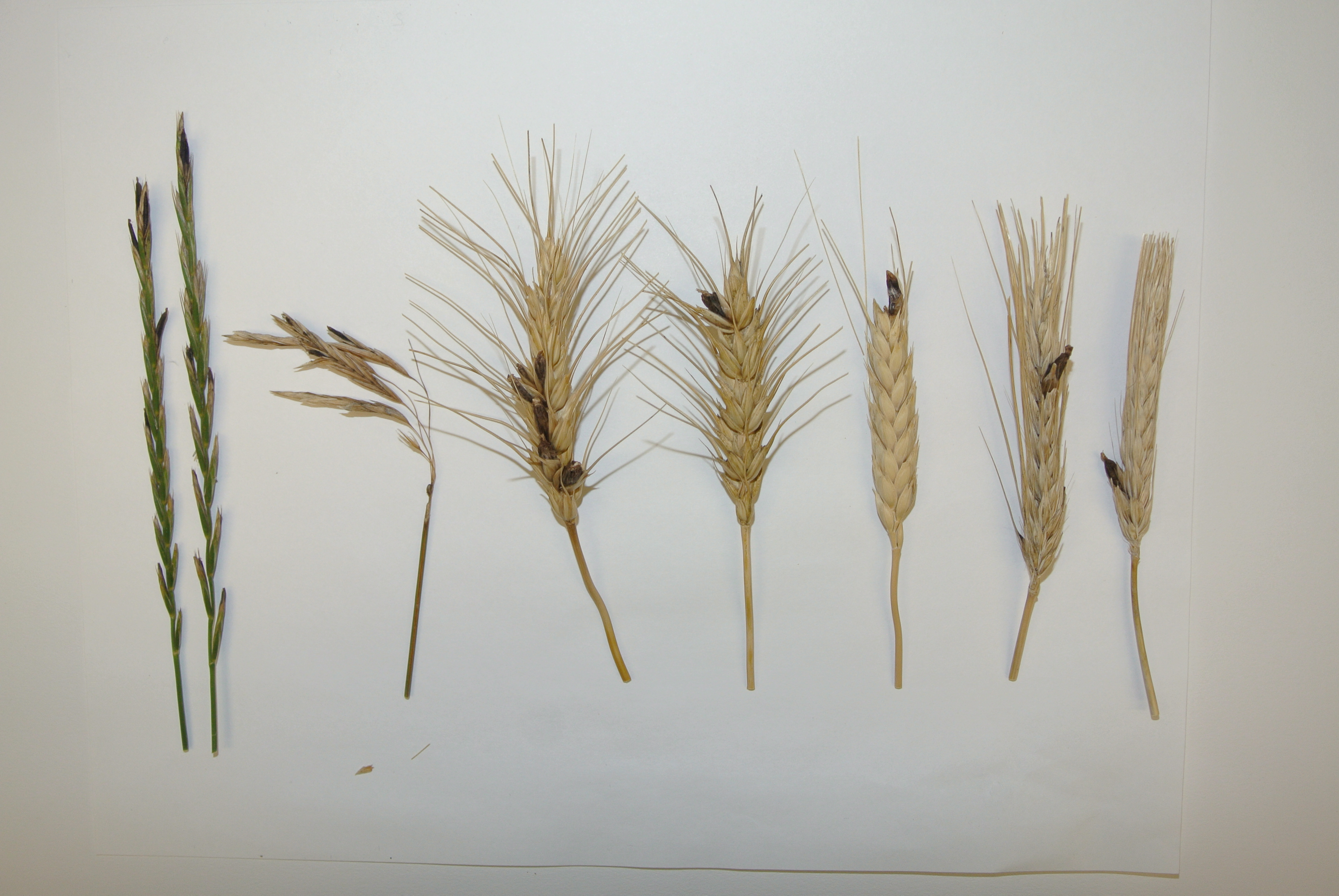 It is important to visually monitor livestock feed for the presence of ergot sclerotia, that can develop in cereal grains and a variety of grasses. (NDSU Photo)