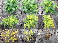 Varieties were rated using a 1 to 5 scale, with 1 representing no chlorosis and 5 being the most severe chlorosis. (NDSU Photo)