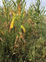 Drought-stressed corn with the bottom three to four leaves that were brown tested at 76.5 percent water content at NDSU's  Central Grasslands Research Extension Center near Streeter, N.D. (NDSU photo)