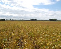 NDSU Extension specialists say soybean producers need to be prepared to store their beans long term. (NDSU photo)