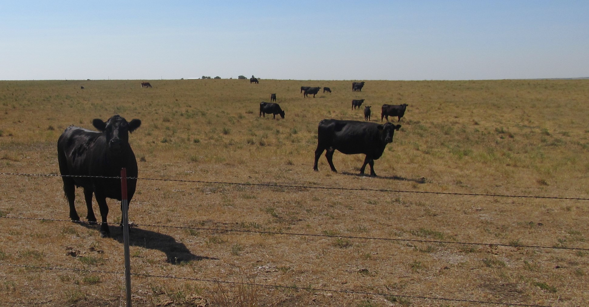 Producers have several ways to reduce the grazing pressure on their pastures if they are running short of good-quality forage. (NDSU photo)