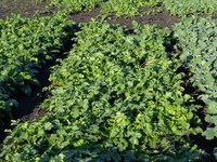 Radish can be used as a cover crop. (NDSU photo)