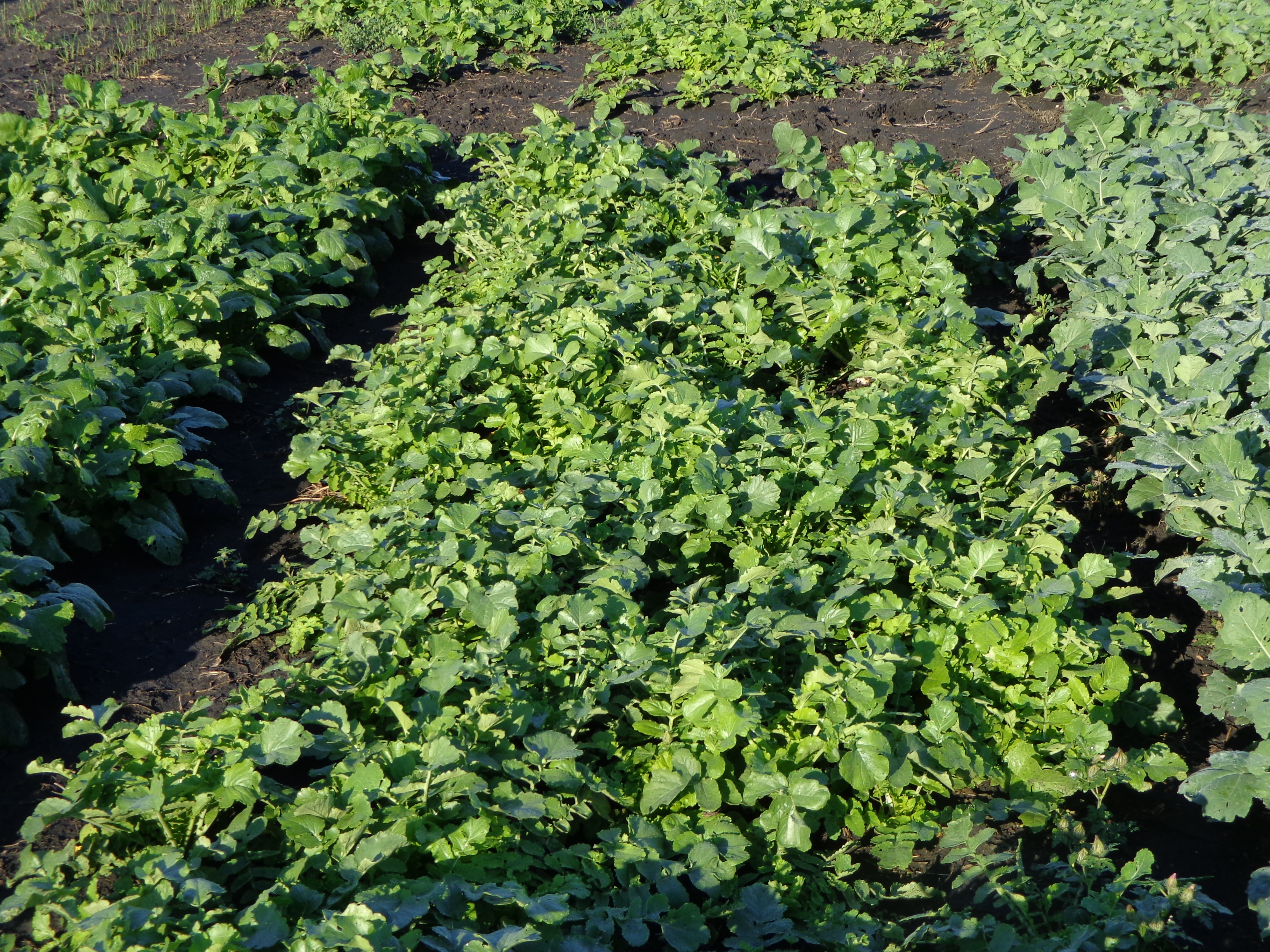 Radish can be used as a cover crop. (NDSU photo)