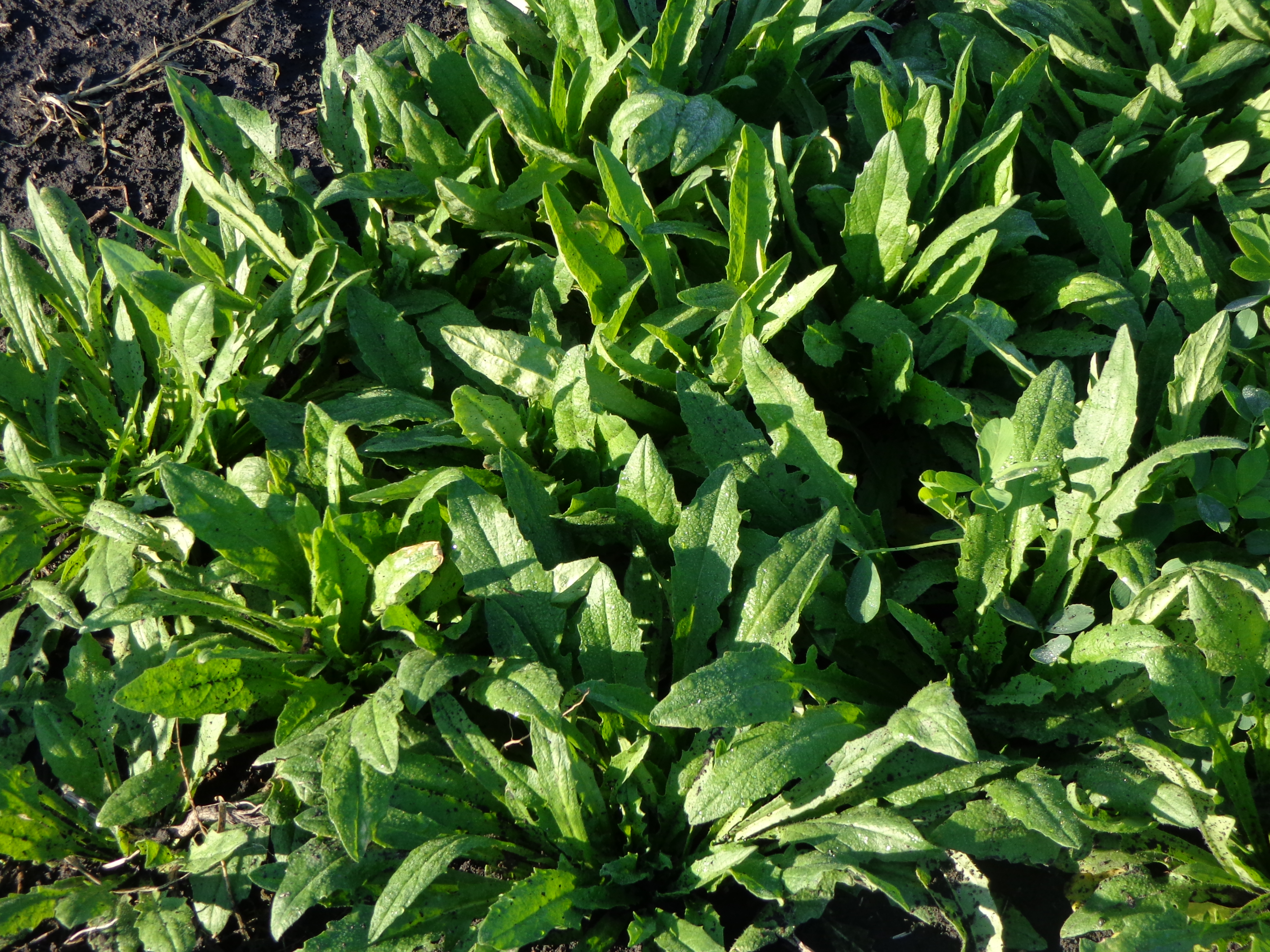 Researchers will discuss interseeding camelina in corn and soybeans during NDSU Extension's cover crop field day Sept. 18. (NDSU photo)