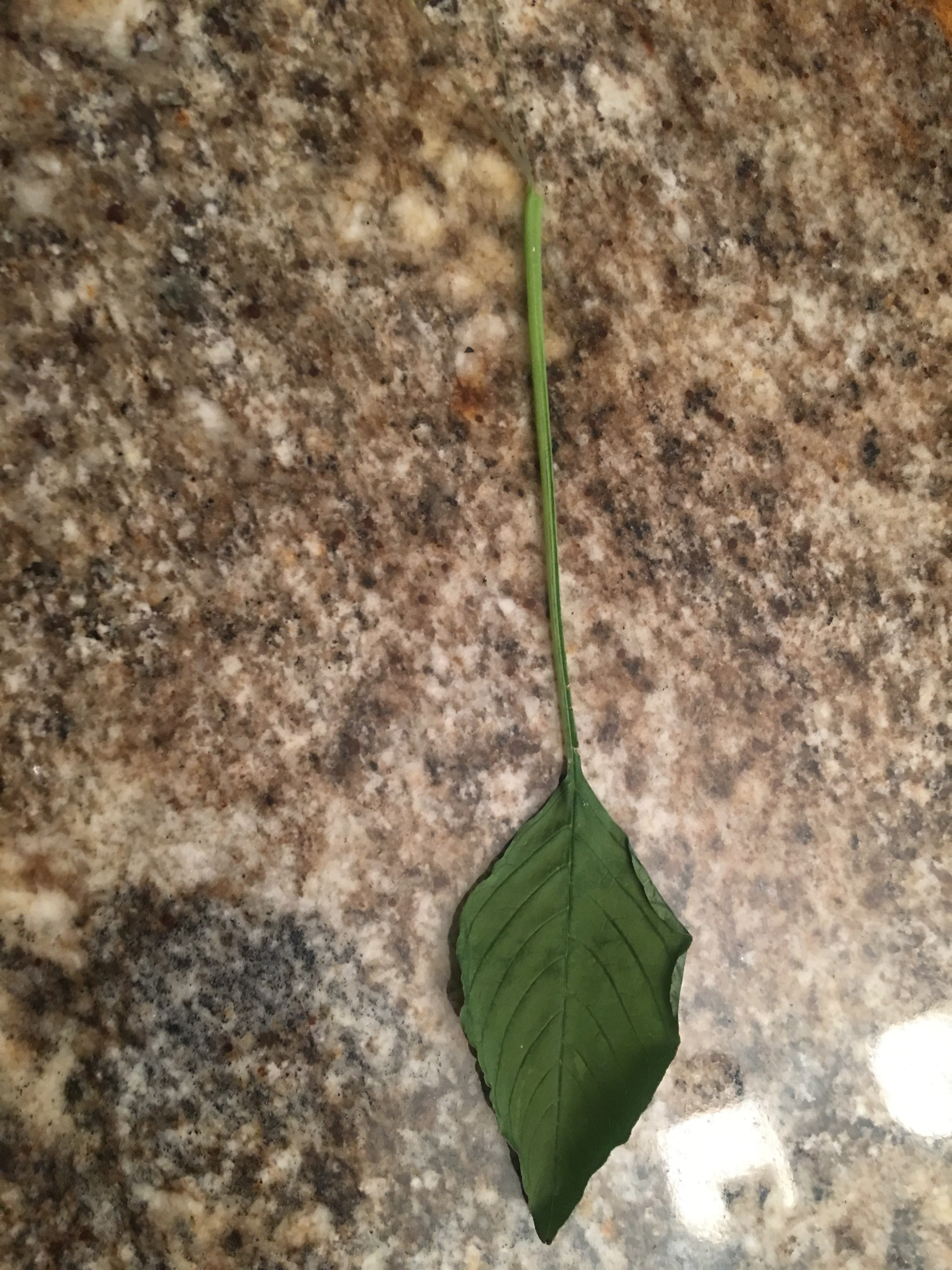 One way to distinguish a Palmer amaranth plant is that its leaf stem is as long as or longer than the leaf blade. (Photo courtesy of Bruce Kusler, farmer and Pioneer seed salesman)