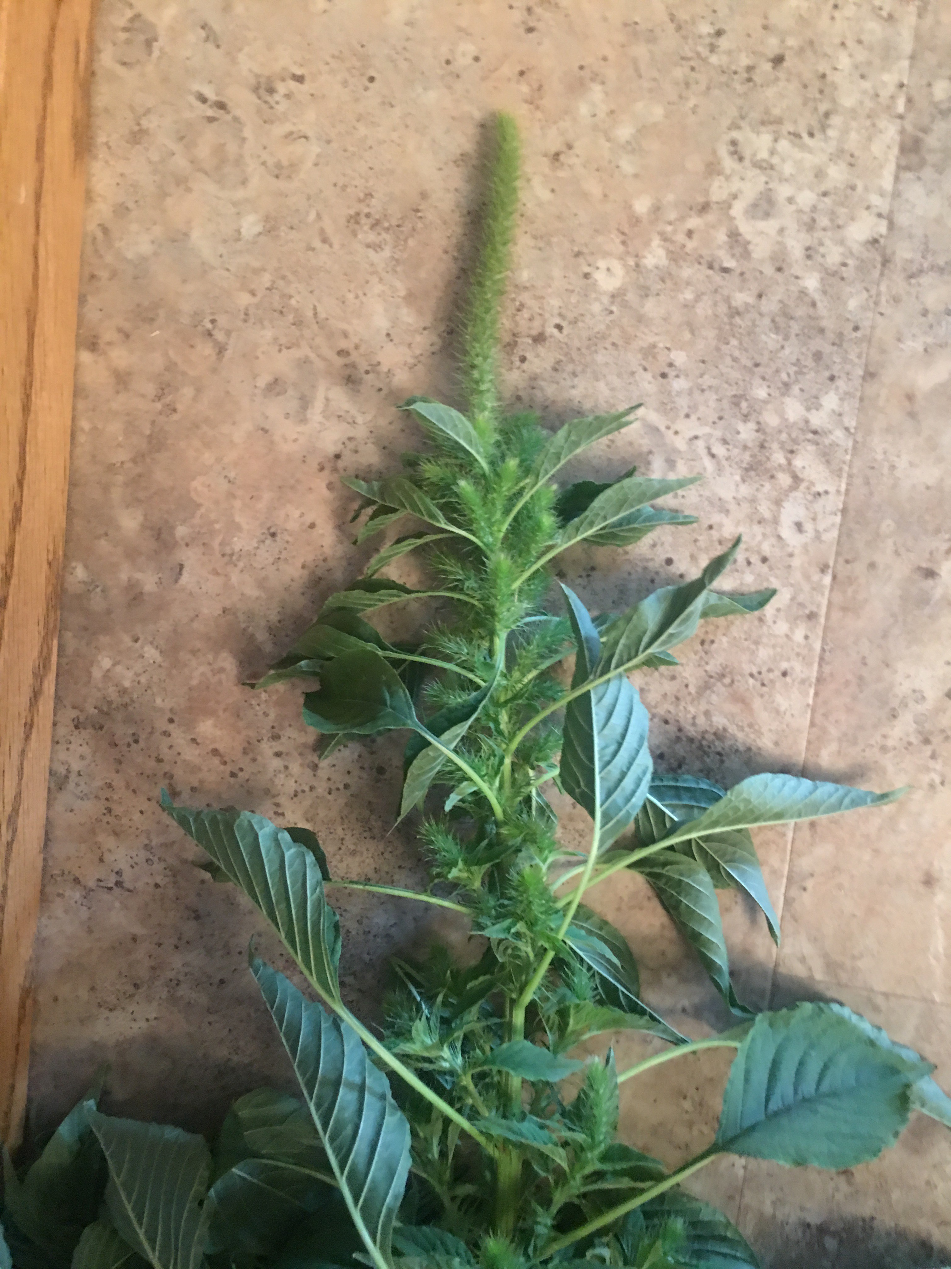 This Palmer amaranth plant was the first one found in North Dakota. (Photo courtesy of Bruce Kusler, farmer and Pioneer seed salesman)