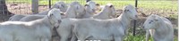 Dorper hair sheep will be the focus of a field day at the Dickinson Research Extension Center on Sept. 6. (Photo courtesy of American Dorper Sheep Breeders’ Society)