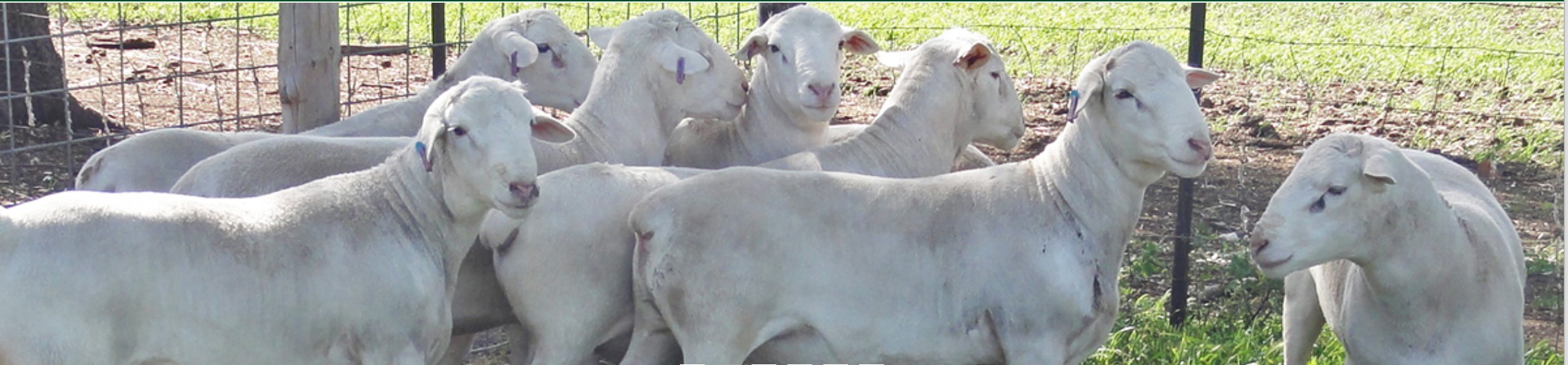 Dorper hair sheep will be the focus of a field day at the Dickinson Research Extension Center on Sept. 6. (Photo courtesy of American Dorper Sheep Breeders’ Society)