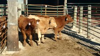 The NDSU Feedlot School helps producers identify areas for improvement, including feed bunk management, animal health, business planning and marketing. (NDSU photo)