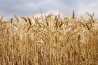 The strongest return on wheat, $22 per acre, is projected in the northeastern region of North Dakota. (NDSU Photo)