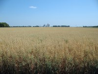 Oat hay is prone to accumulating nitrates when grown under environmental stress. (NDSU photo)