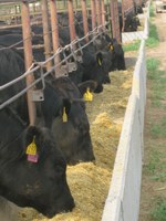 Feeding cows a low-cost residue feed such as wheat straw can help keep them full and prepared for cold weather. (NDSU photo)