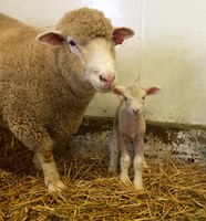 New and experienced shepherds will have an opportunity to learn more about lambing at the Feb. 24 lambing clinic. (NDSU photo)