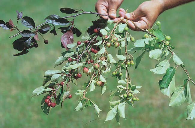 Fruit and vegetable growers will have an opportunity to learn about produce safety during a training course set for April 5. (NDSU photo)