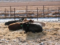 Hazardous substance reporting laws may affect livestock producers. (NDSU photo)