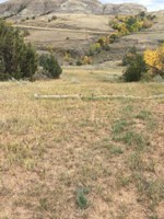 This is a reclaimed native plant seeding on rangeland following a pipeline installation. (NDSU photo)