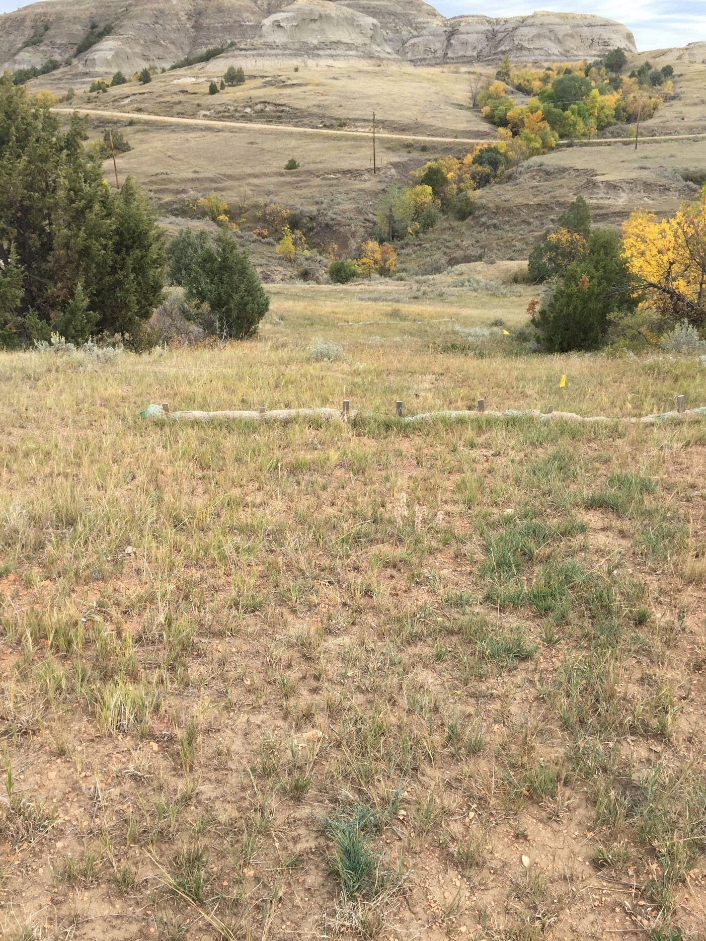 This is a reclaimed native plant seeding on rangeland following a pipeline installation. (NDSU photo)