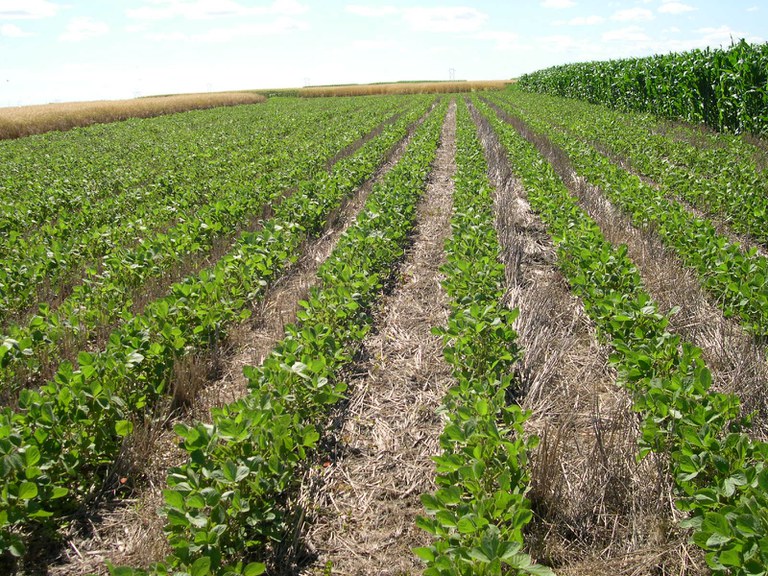 Diseases, variety selection and management are among the topics that will be covered at the Getting it Right in Soybean Production meetings. (NDSU photo)