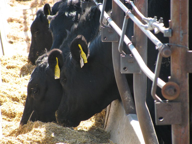 The NDSU Feedlot School helps identify areas for improvement, including feed bunk management, health, business planning and marketing. (NDSU photo)