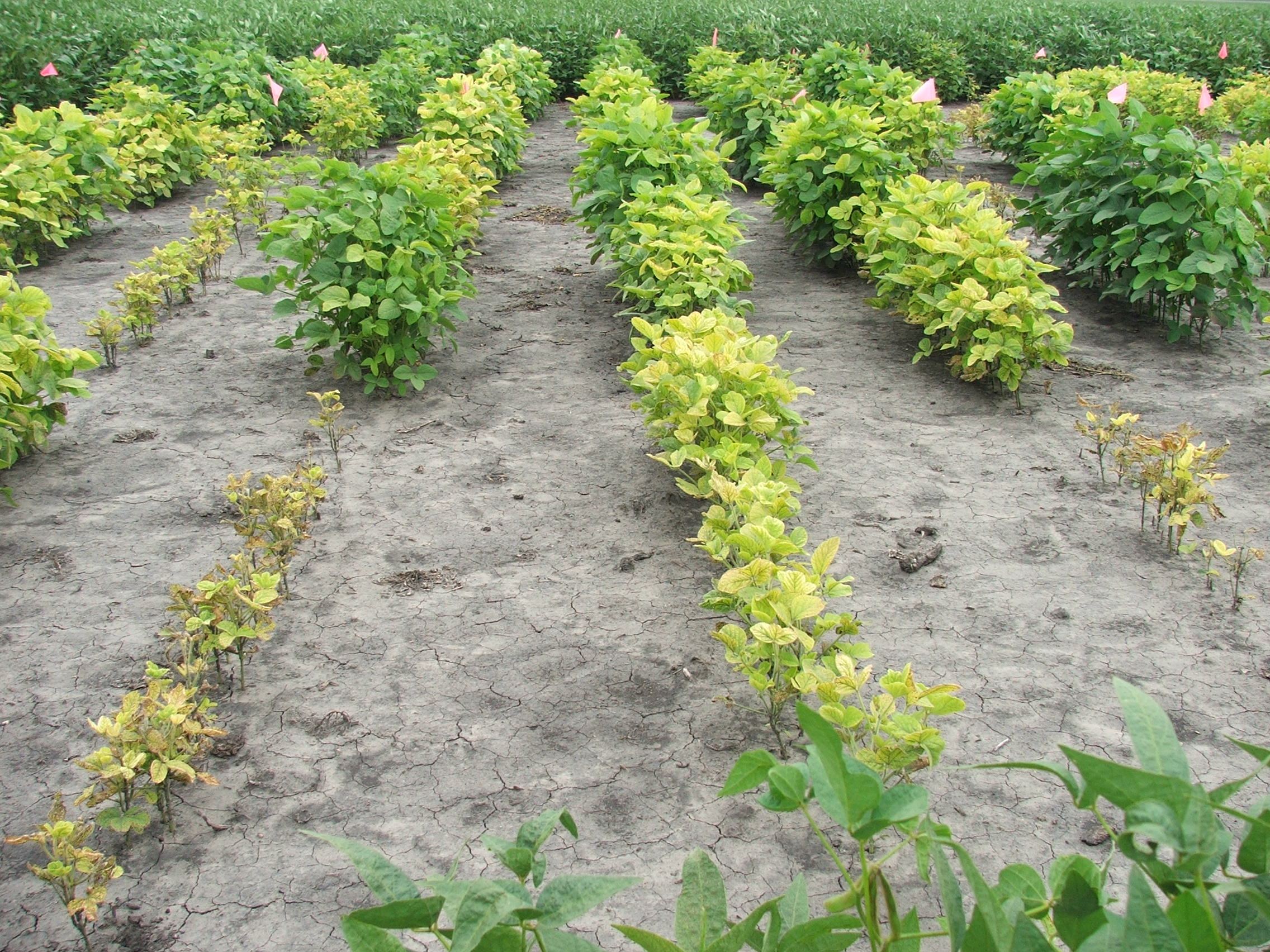 Iron deficiency chlorosis will be among the topics covered during the 2018 Advanced Crop Advisers Workshop. (NDSU photo)