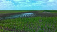 Poor drainage can cause problems for agricultural producers. (NDSU photo)