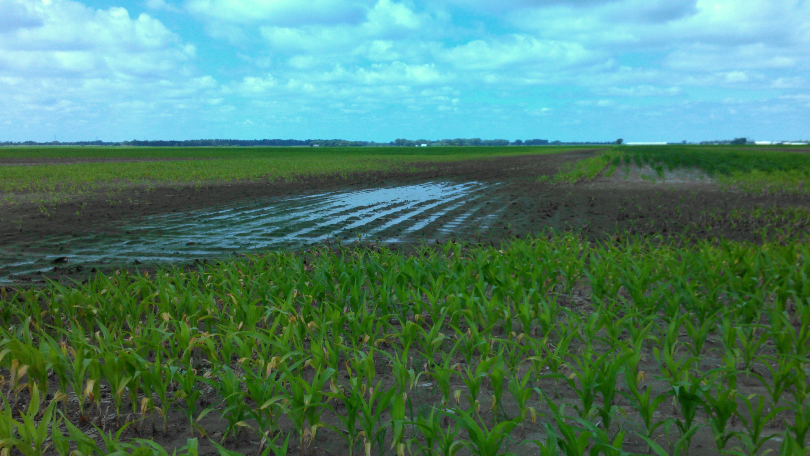 Poor drainage can cause problems for agricultural producers. (NDSU photo)