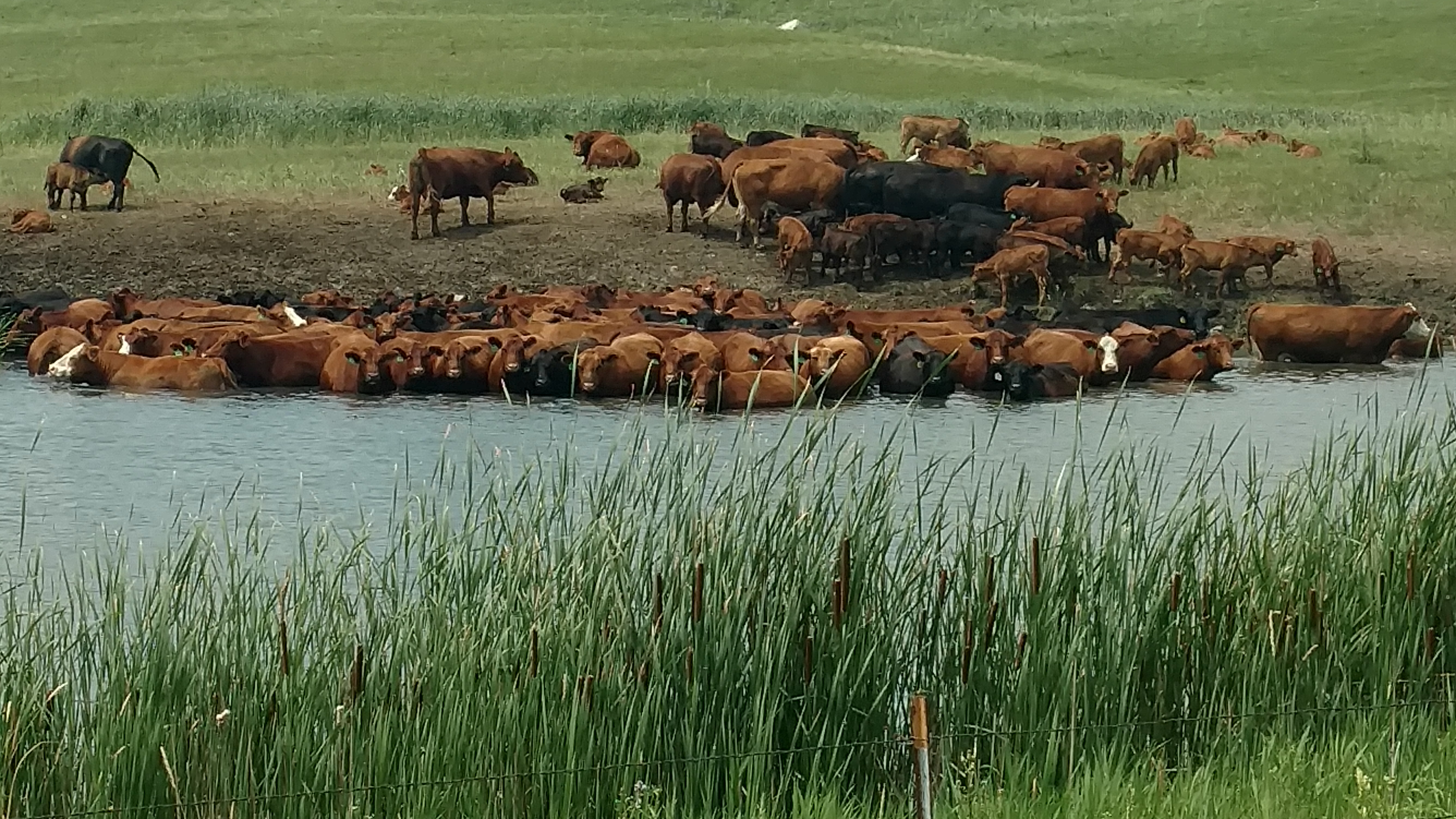 Cows stand in water to cool off on a hot summer day. (NDSU photo)