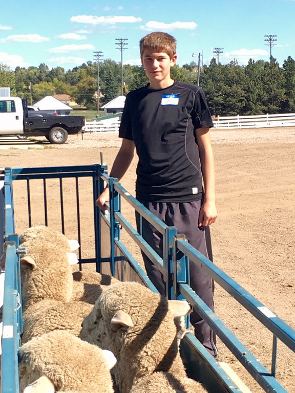 Dillon Stroh of Tappen, N.D., a 2016 recipient of a starter flock, picks up his ewes. (NDSU photo)