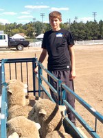 Dillon Stroh of Tappen, N.D., a 2016 recipient of a starter flock, picks up his ewes. (NDSU photo)