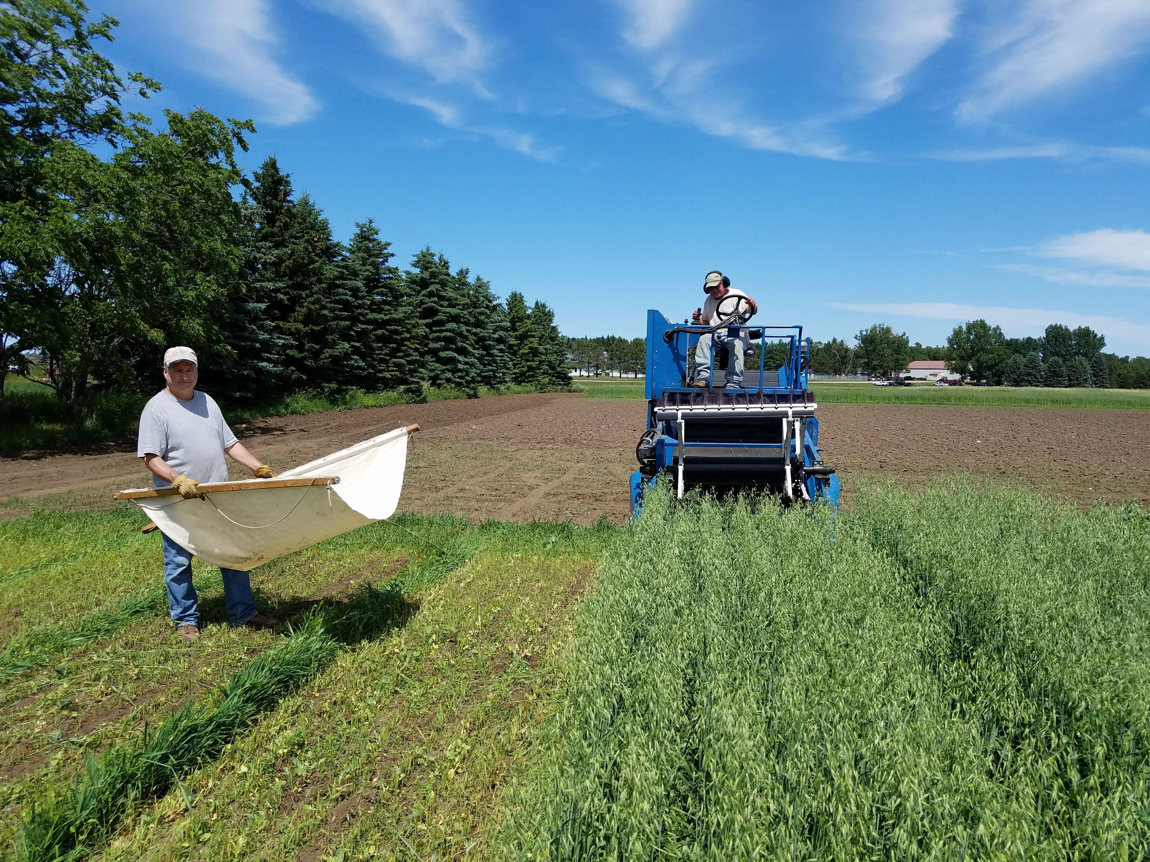 Steve Zwinger, organic research specialist at the Carrington Research Extention Center (on the tractor) and Steve Schaubert, an agronomy technician at the center, are harvesting an organic oat/pea intercropping trial plot. (NDSU photo)