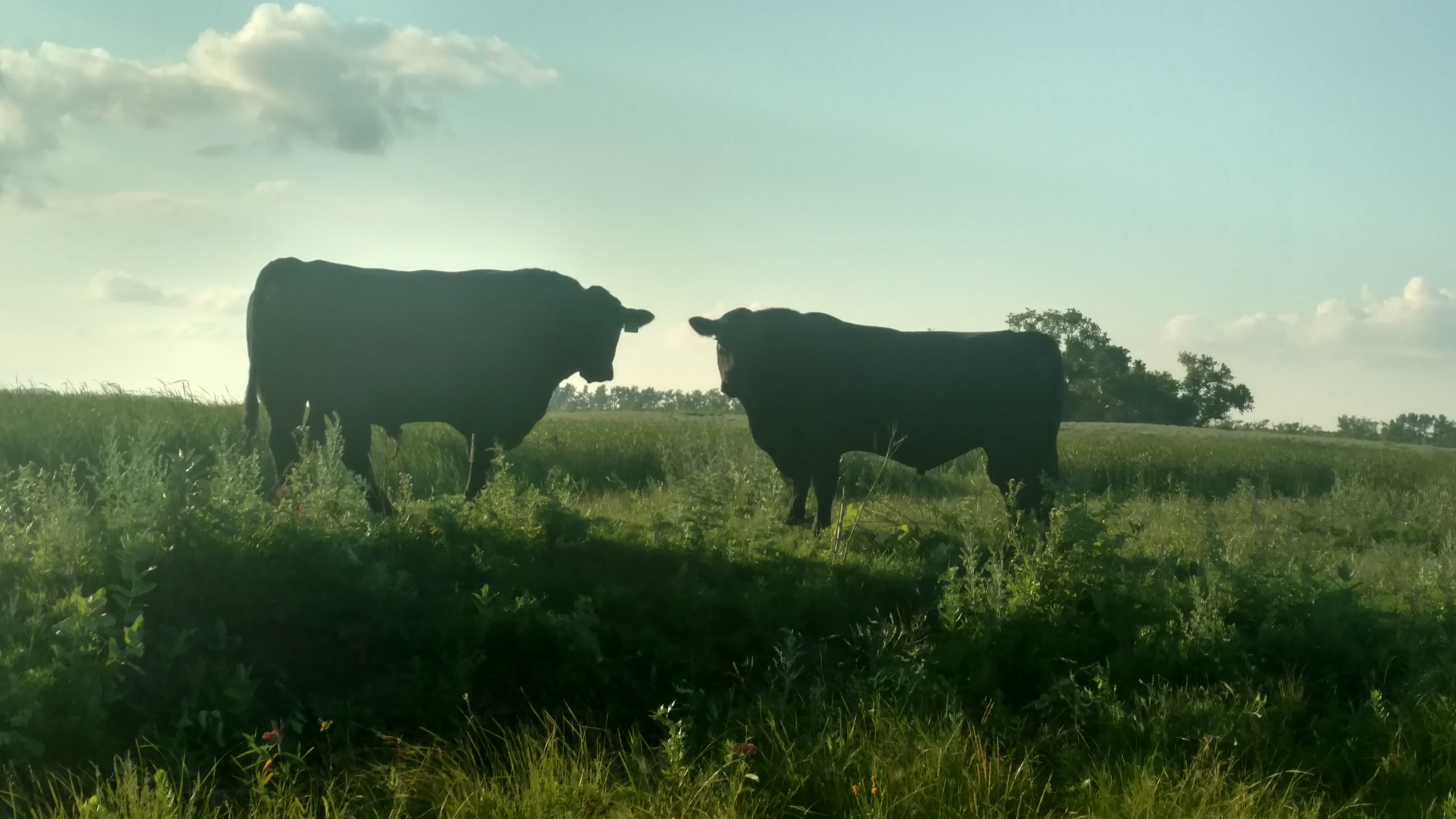 Bulls that are hurt or have other health issues can result in cows that are bred late or unbred. (NDSU photo)