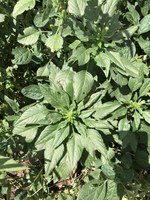 This Palmer amaranth plant is in the early stages of its development. (NDSU photo)