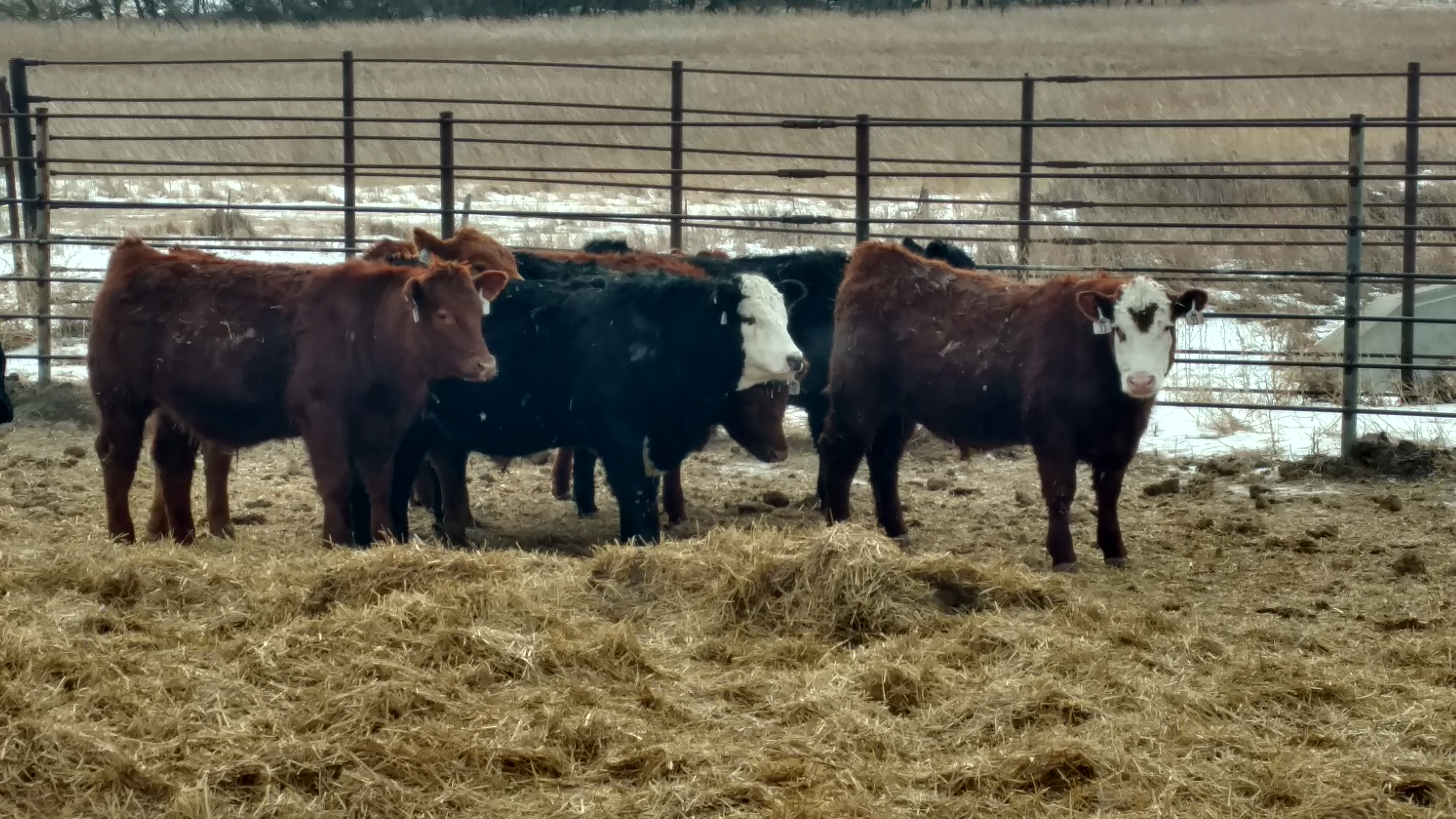 Cattle feeding, artificial insemination and meat quality will be among the topics covered at the Carrington Research Extension Center's beef production field tour set for July 17. (NDSU photo)