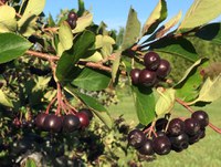 Aronia are among the fruits growing in the Northern Hardy Fruit Evaluation Project at the Carrington Research Extension Center. (NDSU photo)