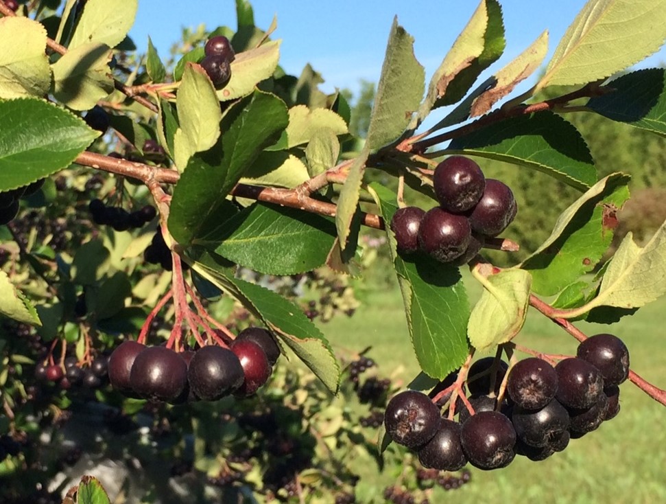 Aronia are among the fruits growing in the Northern Hardy Fruit Evaluation Project at the Carrington Research Extension Center. (NDSU photo)
